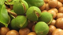 TT trái cây tuần qua: Mắc ca trái vụ được giá, dưa hấu ở mức cao kỷ lục