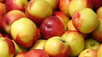 Sơn La: Trồng cây sơn tra mang lại hiệu quả kinh tế cao 