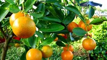 Thị trường cây cảnh nhộn nhịp đón Tết Nguyên Đán