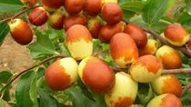Táo tàu tươi bán nhiều tại chợ truyền thống