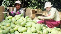 Xoài rải vụ giá cao hơn 10.000 đồng/kg so với xoài chính vụ 