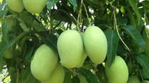 TT trái cây tuần qua: Loại quả thứ 6 của Việt Nam chinh phục thị trường khó tính