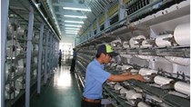 Chỉ số sản xuất công nghiệp Tây Ninh tăng trưởng mạnh