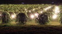 Tiết kiệm điện trong nông nghiệp: “Cắt” 500 tỷ đồng nhờ đèn compact