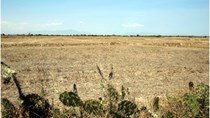 El Nino quay lại, mùa hè nóng và bão mạnh hơn