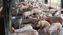 Đã 'giải cứu' được hơn một nửa số lợn cần bán 