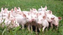 Bộ Nông nghiệp đưa 5 giải pháp “giải cứu” giá thịt lợn