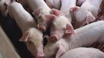 Công ty CP Lebio thu mua đợt lợn 330 con đầu tiên 