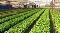Đầu tư 3000 tỷ đồng làm nông nghiệp công nghệ cao tại Thái Bình