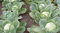 Lotte giúp nông dân Lâm Đồng tiêu thụ bắp cải