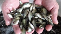 Giá cá giống nước ngọt tăng mạnh 