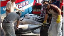 Trúng đậm cá ngừ trái vụ, ngư dân vượt gió vươn khơi