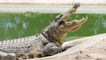 Giá cá sấu tại Đồng Nai giảm mạnh