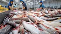 Giá cá tra nguyên liệu tăng nhẹ nhưng vẫn ở mức thấp
