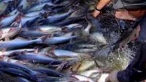 Doanh nghiệp xuất khẩu cá tra: Lạc quan với thị trường Trung Quốc