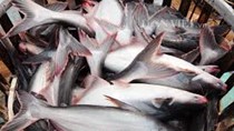 Cá tra giống giá tăng trở lại 
