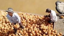 Dừa khô nguyên liệu xuống mức thấp kỷ lục khi Tết Nguyên đán đã gần kề
