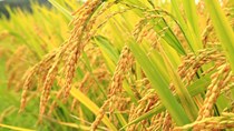 Giá lúa gạo tại ĐBSCL giảm nhẹ