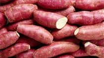 Giá khoai lang tăng gấp đôi so với vụ trước 
