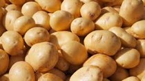 TT rau quả ngày 30/3: Đà Lạt giá hành tây và khoai tây giảm mạnh