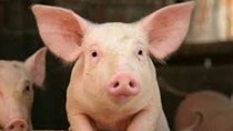 Lào dừng nhập khẩu thịt lợn và lợn từ Trung Quốc