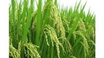 ĐBSCL: Nông dân xuống giống vụ lúa đông xuân sớm
