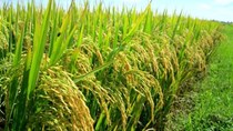 Giá lúa thương phẩm tăng từ 200 – 300 đồng/kg