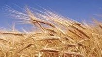 Nhập khẩu lúa mì 6 tháng 2017 tăng cả lượng và trị giá