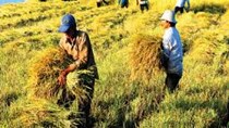 Giá lúa gạo miền Bắc tăng mạnh