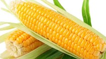 Nhập khẩu ngô 6 tháng đầu năm 2019 đều sụt giảm ở cả lượng và trị giá 