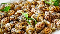 Giá ốc hương tăng trở lại 