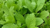 TT ngày 7/2 (mùng 3 Tết): Mặt hàng rau xanh tăng mạnh