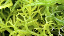 Triển vọng phát triển ngành rong biển Việt Nam