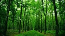 Xu hướng tất yếu phát triển rừng cao su theo hướng bền vững 