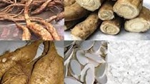 Nhật Bản tăng nhập khẩu sắn từ thị trường Việt Nam