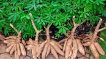 Giá sắn nguyên liệu giảm nhẹ do đầu ra xuất khẩu gặp khó khăn