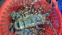 Tôm hùm thương phẩm giá giảm mạnh 