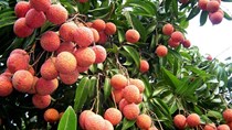 Giá trị vải thiều sớm tăng cao 