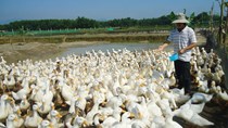 Nguồn cung khan hiếm, giá gia cầm tăng trở lại