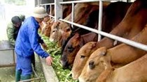 Tập đoàn TH đặc mục tiêu mở rộng đàn bò đến 137.000 con vào năm 2020