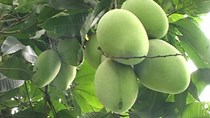 Đồng Nai chi 28 tỷ đồng phát triển xoài Cát Chu xuất sang Nhật