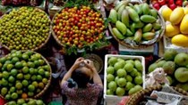 Nông sản Việt trong TPP: Thử xem xét từng nước đối thủ