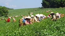 Kiến nghị không thu thuế giá trị gia tăng với các sản phẩm chè