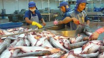 Bộ NN&PTNT đề nghị nới điều kiện xuất khẩu cá tra