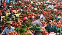 Lô vải thiều đầu tiên xuất khẩu sang Mỹ
