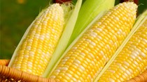 Lượng bắp nhập khẩu tăng 30%