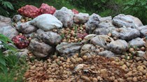 Hành tây Đà Lạt đổ bỏ đầy quốc lộ