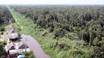Trữ lượng than bùn tại rừng U Minh Hạ có giá trị hàng nghìn tỷ đồng