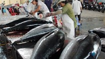 Xuất khẩu cá ngừ sang Nga tăng đột biến