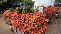  Vải thiều chính thức thoát… ế